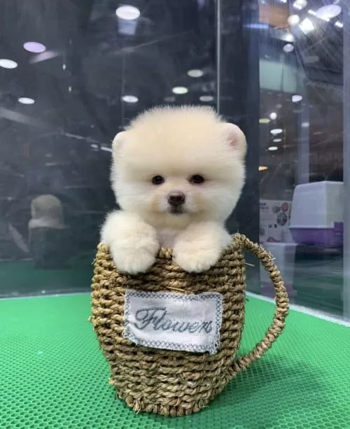 Pomerinian Bo Ayı Ve Gülen Surat