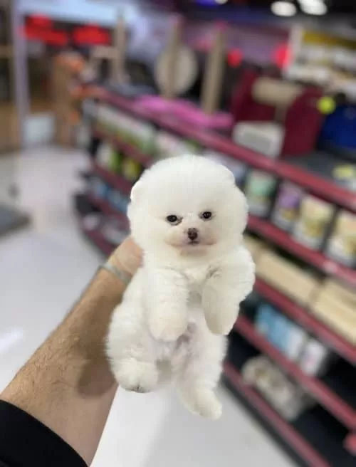 3 Aylık Erkek Beyaz Pomeranian