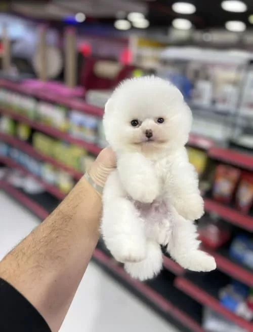 3 Aylık Erkek Beyaz Pomeranian