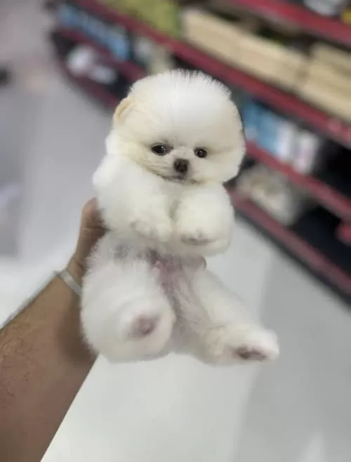 Oyuncak Görünümlü Pomeranian Boo Yavruları