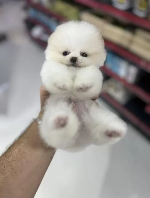 Oyuncak Görünümlü Pomeranian Boo Yavruları