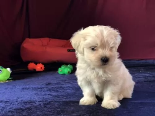 Ücretsiz Sahiplendirme-Maltipoo Oyuncu Ve Eğitimlidir.