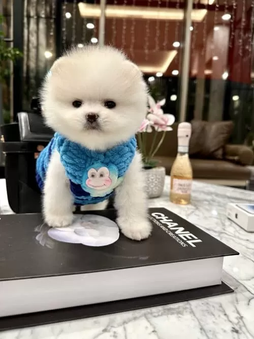 2.5 Aylık Pofuduk Sürat Pomeranian