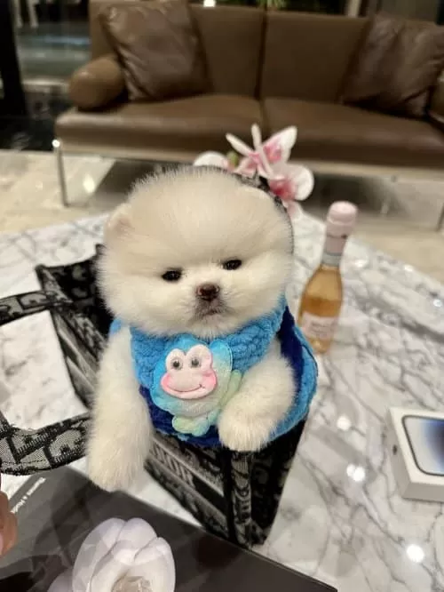 2.5 Aylık Pofuduk Sürat Pomeranian