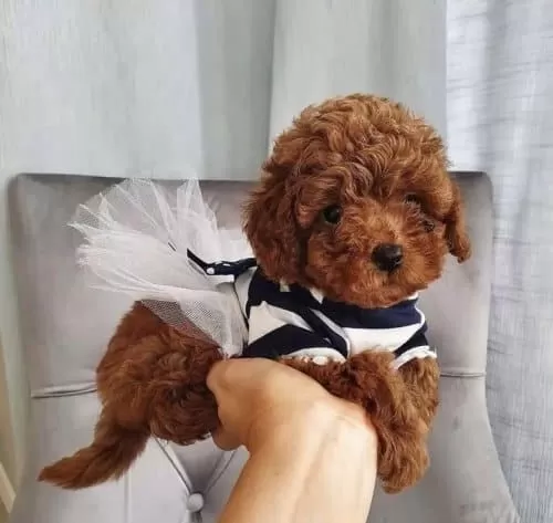 Toy Poodle Çocuklar Orjinal Sağlik Garantili