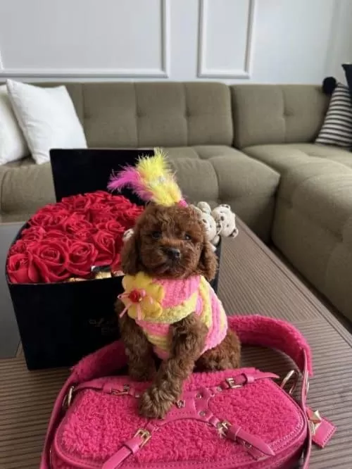 Minik Sevimli Antialerjik Star Toy Poodle Cocuklarim