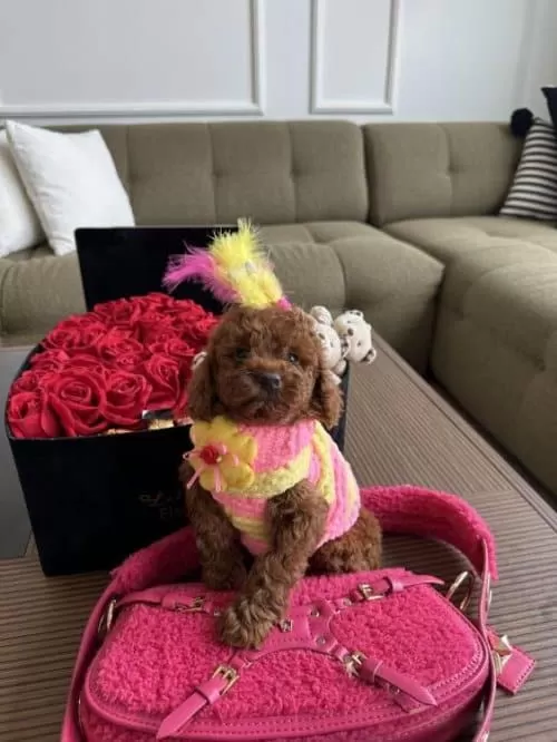 Minik Sevimli Antialerjik Star Toy Poodle Cocuklarim