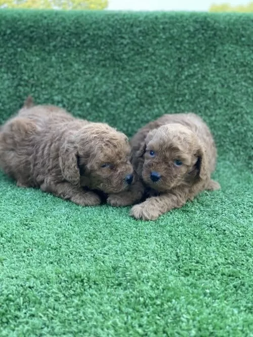 3 Aylık Erkek Toy Poodle Acil Satılık