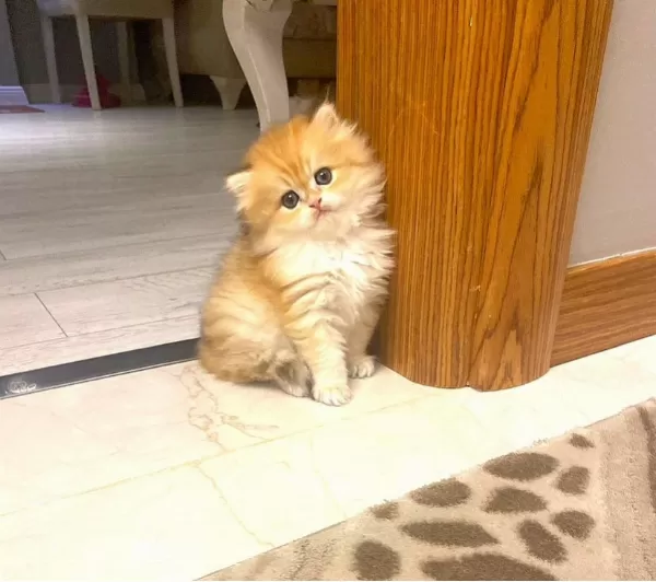 Ele Alışkın British Longhair Erkek Bebek