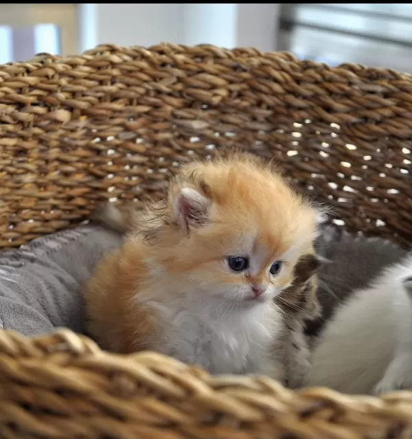 Ele Alışkın British Longhair Erkek Bebek