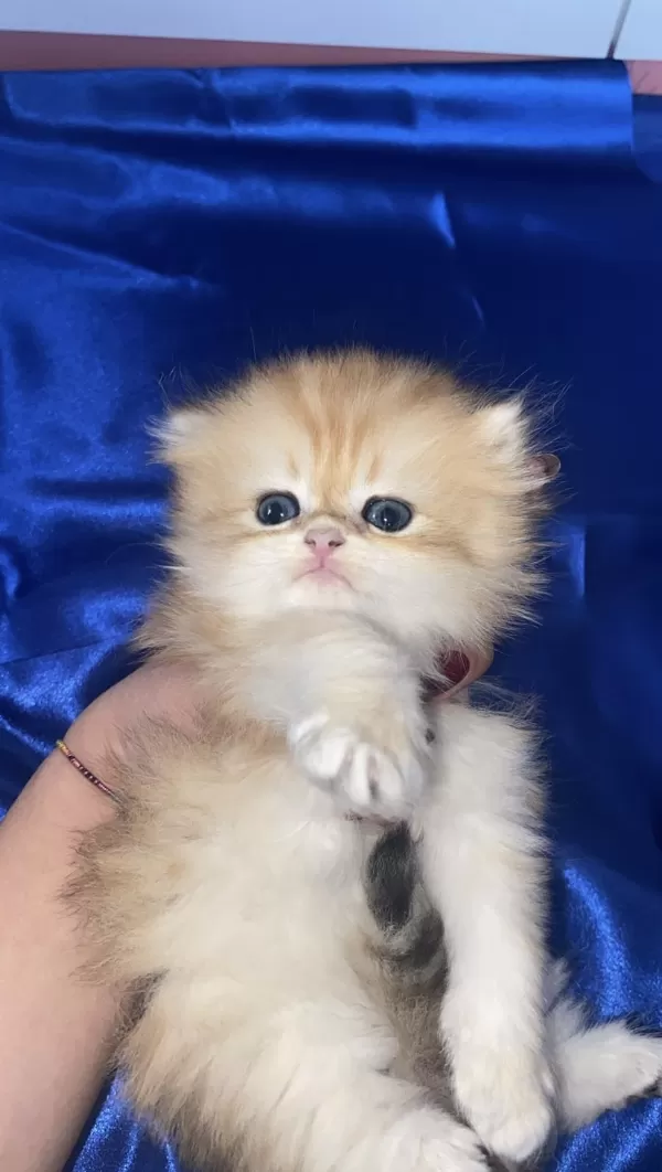 Ele Alışkın British Longhair Erkek Bebek