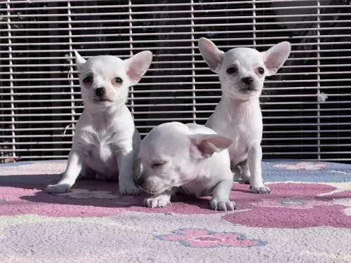 10 Aylık Erkek Chihuahua