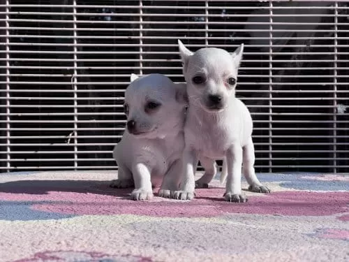 10 Aylık Erkek Chihuahua
