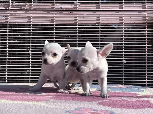 10 Aylık Erkek Chihuahua