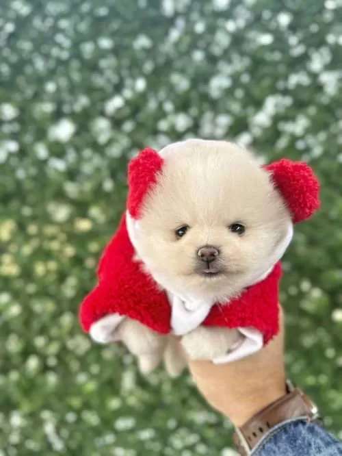 Orjinal Pomeranian Boo Çocuklar