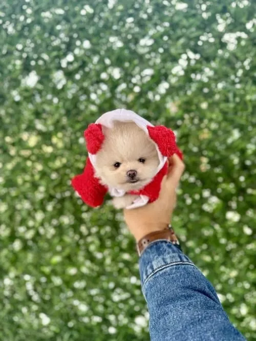 Orjinal Pomeranian Boo Çocuklar