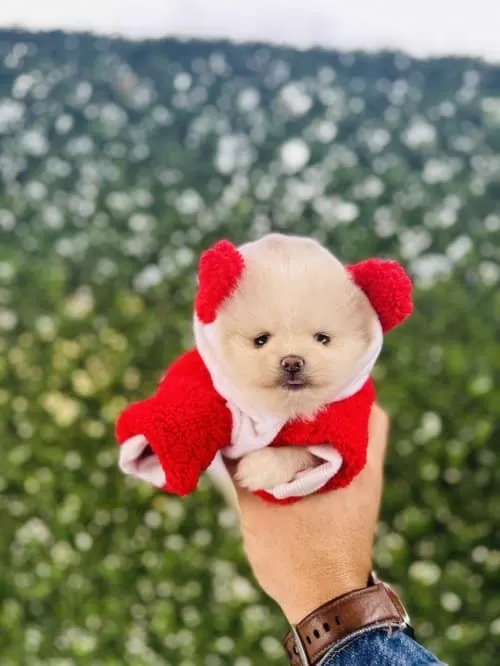 Orjinal Pomeranian Boo Çocuklar