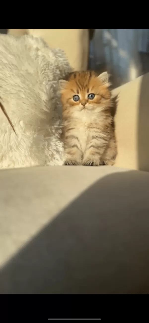 Bu Oğluşa Aşık Olunur
