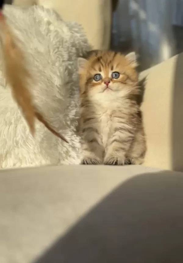 Bu Oğluşa Aşık Olunur