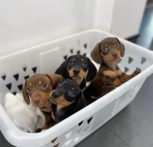 Dachshund Sosis Köpek Yavrular