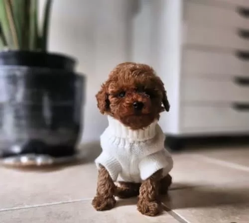 Kore Toypoodle Bebekler Ev Ortamı