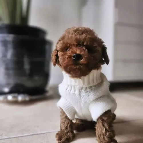 Kore Toypoodle Bebekler Ev Ortamı