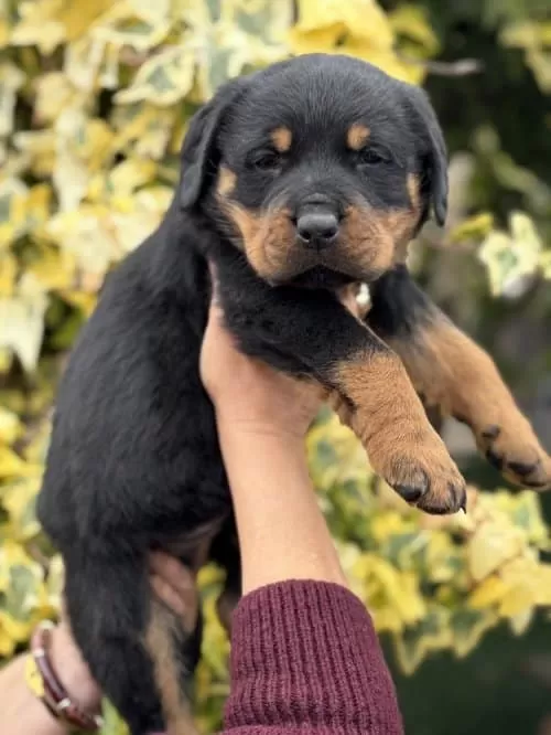 İri Pati Rottweiler Yavrusu