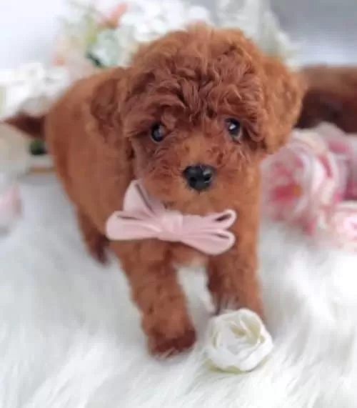 Super Zeki Star Adayi Kore Poodle Cocuklar