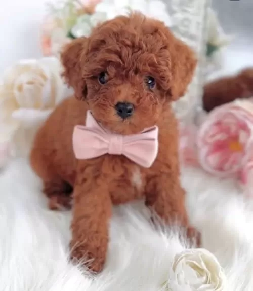 Super Zeki Star Adayi Kore Poodle Cocuklar