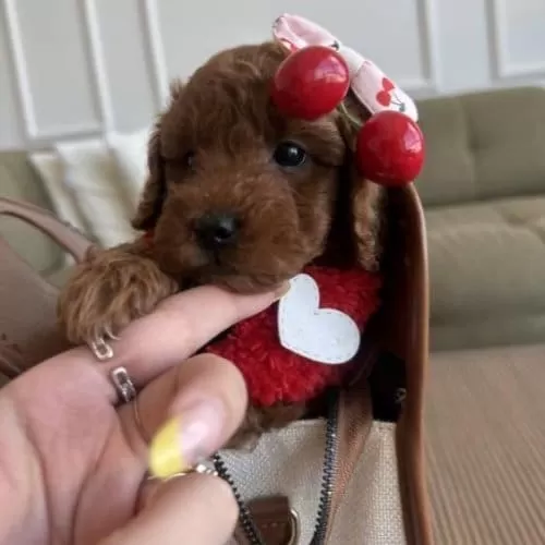 Yok Bu Kadar Guzeli Koreli Poodle Bebeklerimiz