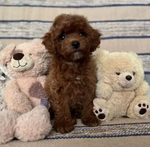 Kızıl Kahve Toy Boy Poodle Güzellikler
