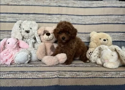 Kızıl Kahve Toy Boy Poodle Güzellikler