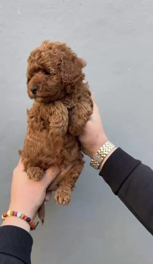 Yok Bu Kadar Ozel Ve güzel Poodle Bebişler