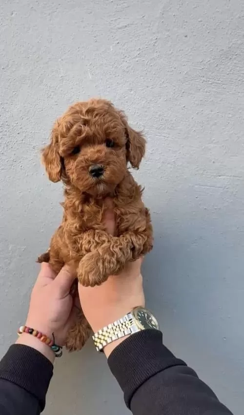 Yok Bu Kadar Ozel Ve güzel Poodle Bebişler