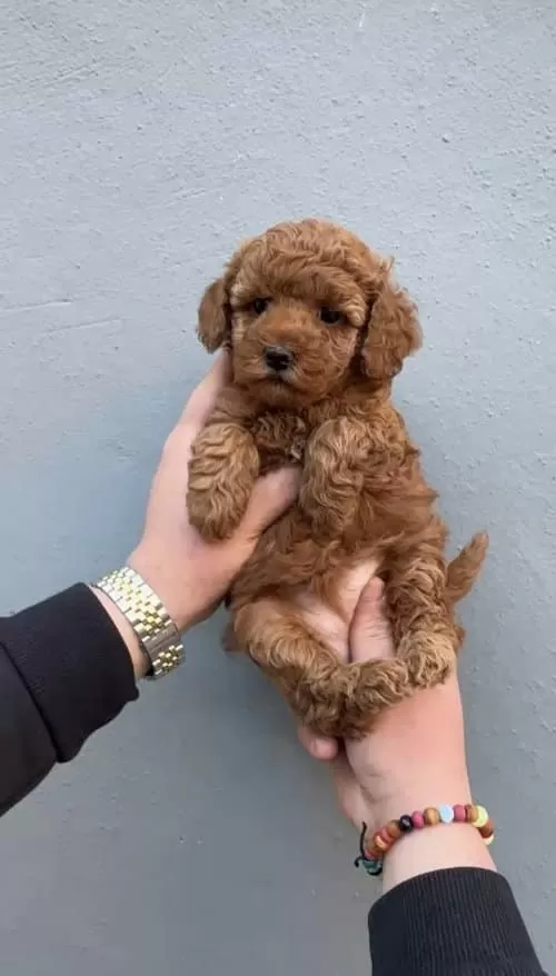 Yok Bu Kadar Ozel Ve güzel Poodle Bebişler