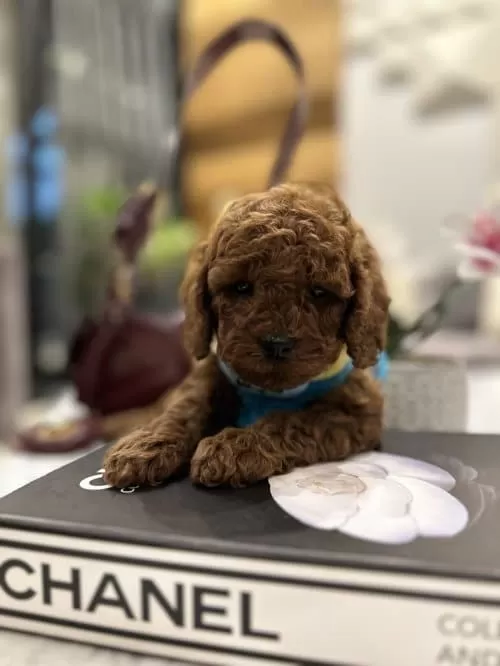 Eğitimli Sevimli Super Zeka Toy Poodle Cocuklarim