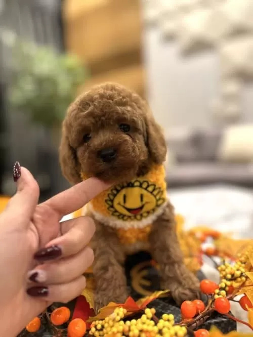 Yeni Yuvasını Bekleyen Poodle Bebekler