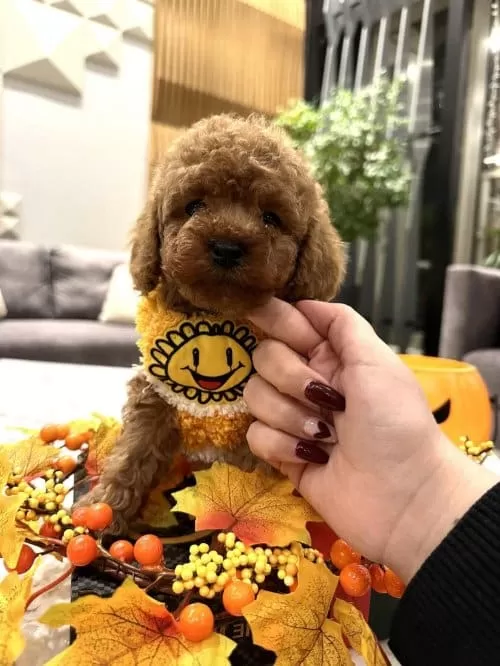 Yeni Yuvasını Bekleyen Poodle Bebekler