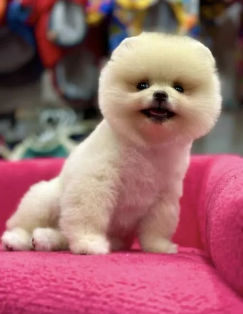 Orjinal Pomeranian Boo Yavrular