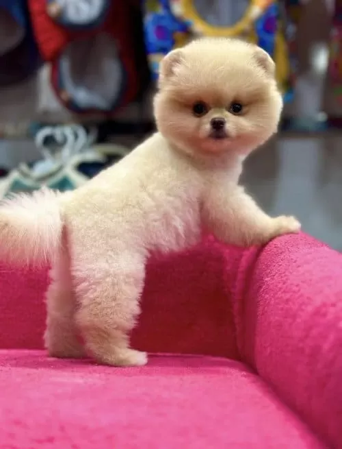 Orjinal Pomeranian Boo Yavrular