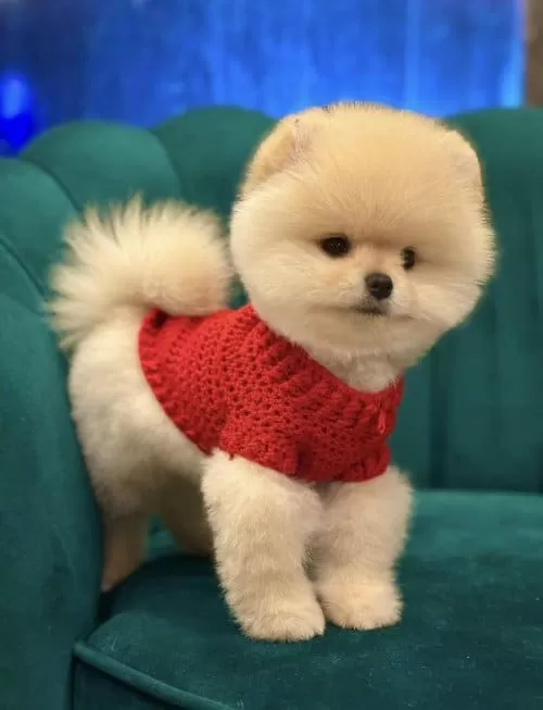 Orjinal Pomeranian Boo Yavrular