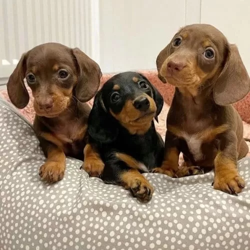 Mini Dachshund Kısa Bacak Sosis Köpek Yavrular