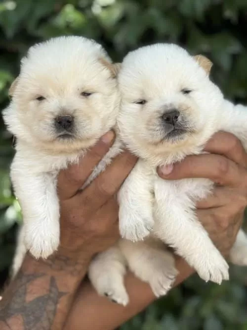 Aşıları Yapılmış Chow Chow Bebekler