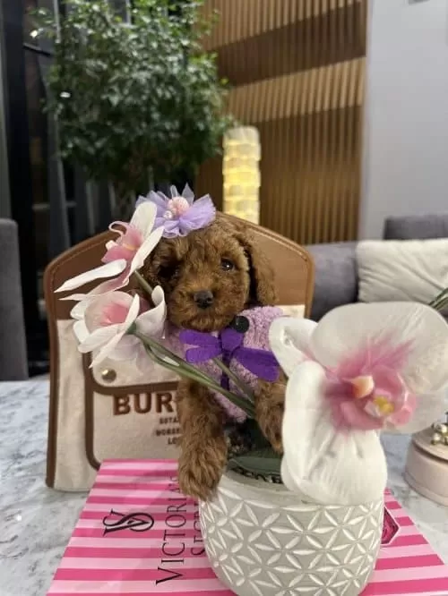 Büyümeyecek Eğitimli Ve Sosyal Toy Poodle