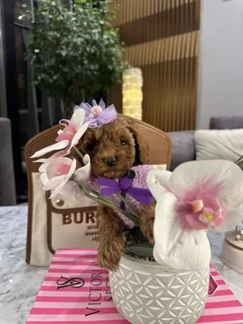 Büyümeyecek Eğitimli Ve Sosyal Toy Poodle