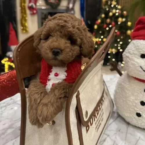 Safkan Oyuncu Kore Poodle Yavrularımız