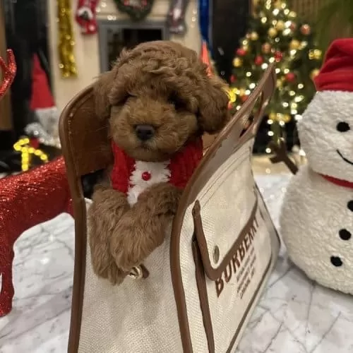 Safkan Oyuncu Kore Poodle Yavrularımız