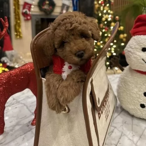 Safkan Oyuncu Kore Poodle Yavrularımız