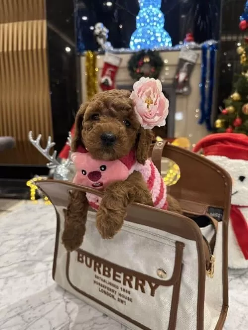 Ücretsiz Toy Poodle Sahiplenmek Istiyorum