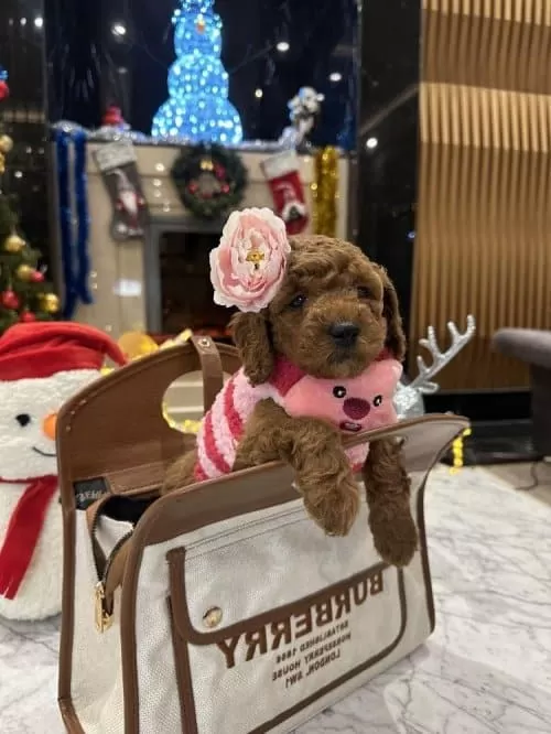 Ücretsiz Toy Poodle Sahiplenmek Istiyorum